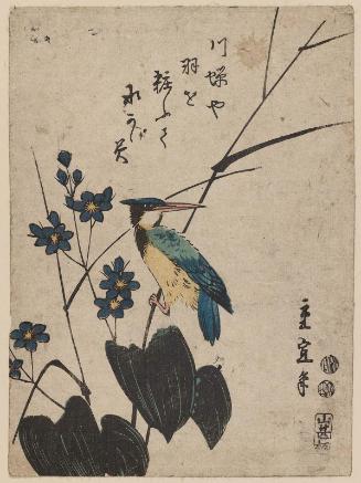 Kingfisher and Water Plantain