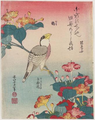 Hawfinch and Marvel-of-Peru (Ikaru, oshiroi no hana), from an untitled series known as Small Flowers