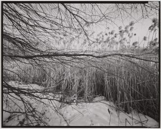 Charles River, Cambridge