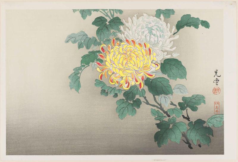 Chrysanthemums
