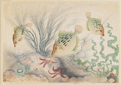 Filefish (Kawahagi), from the series Fish of Japan (Dai Nihon gyorui gashû)