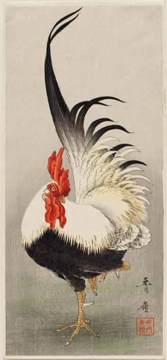 Rooster