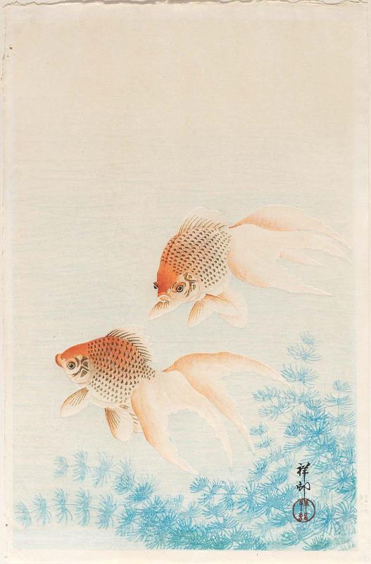 Two Goldfish