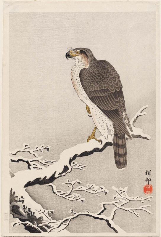 Hawk on Snow-covered Branch