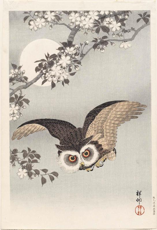 Scops Owl, Cherry Blossoms, and Moon