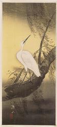 Snowy Egret on Willow Branch