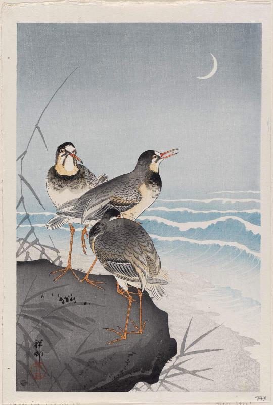 Plovers and Waves