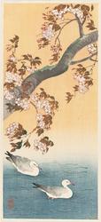 Oystercatchers (Miyakodori) under Cherry Blossoms