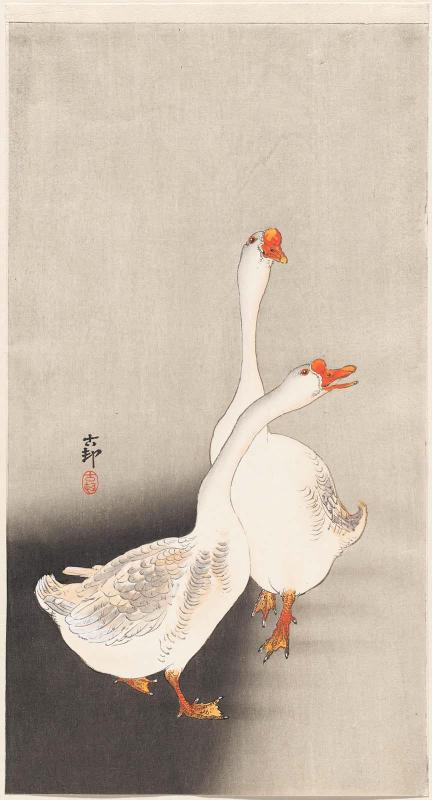 White Chinese Geese