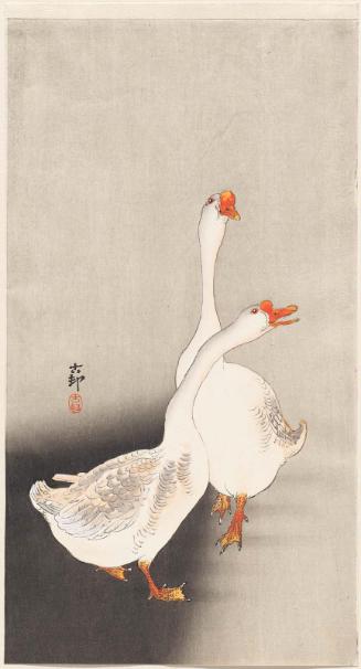White Chinese Geese