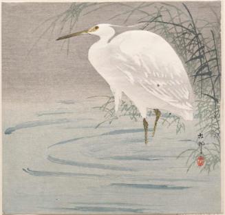 Snowy Egret beside Reeds in Water