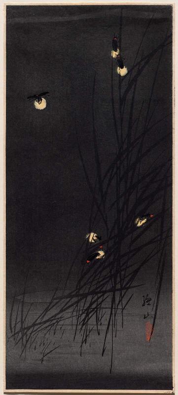 Fireflies on Grasses at Night
