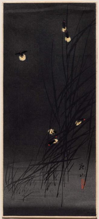 Fireflies on Grasses at Night