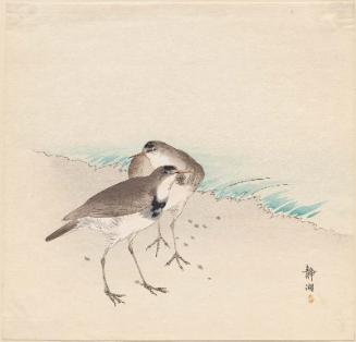Sandpipers on a Beach