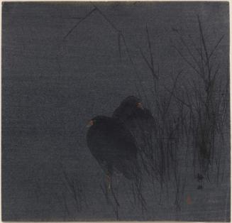Waterhens in Reeds at Night