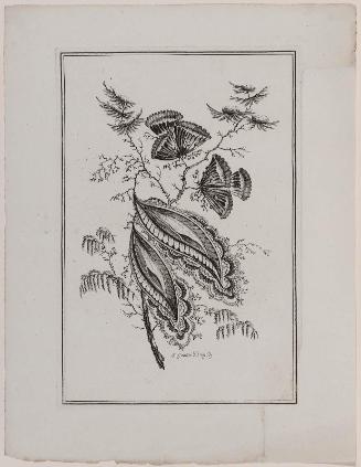 Stem of idealized flowers. (Black and white version of 30.1241.4)