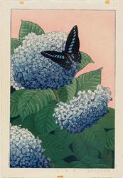 Hydrangea (Ajisai)