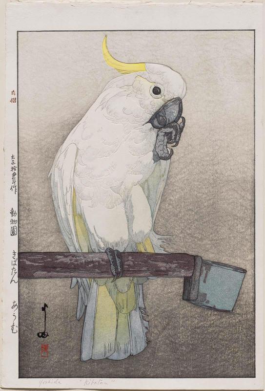 Kibatan  Parrot (Kibatan ômu), from the series Zoo (Dôbutsuen)