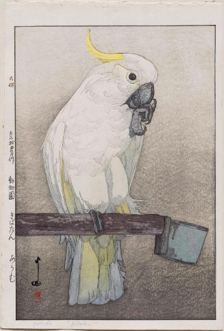 Kibatan  Parrot (Kibatan ômu), from the series Zoo (Dôbutsuen)