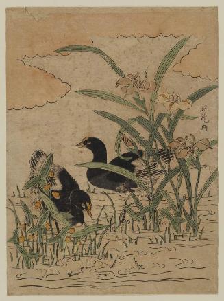 Waterbirds and Iris