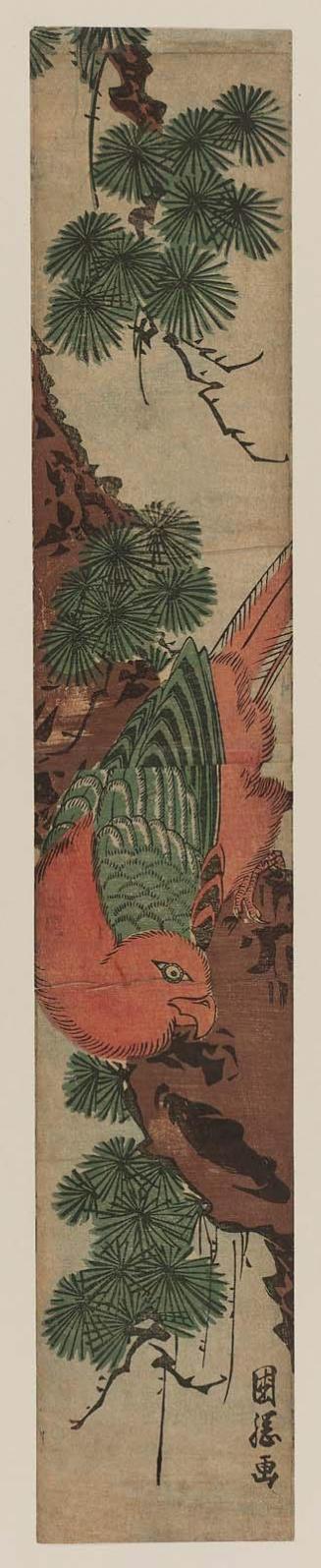 Macaw on Pine Branch
