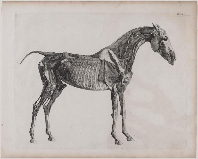 Table IV from "The Anatomy of the Horse"