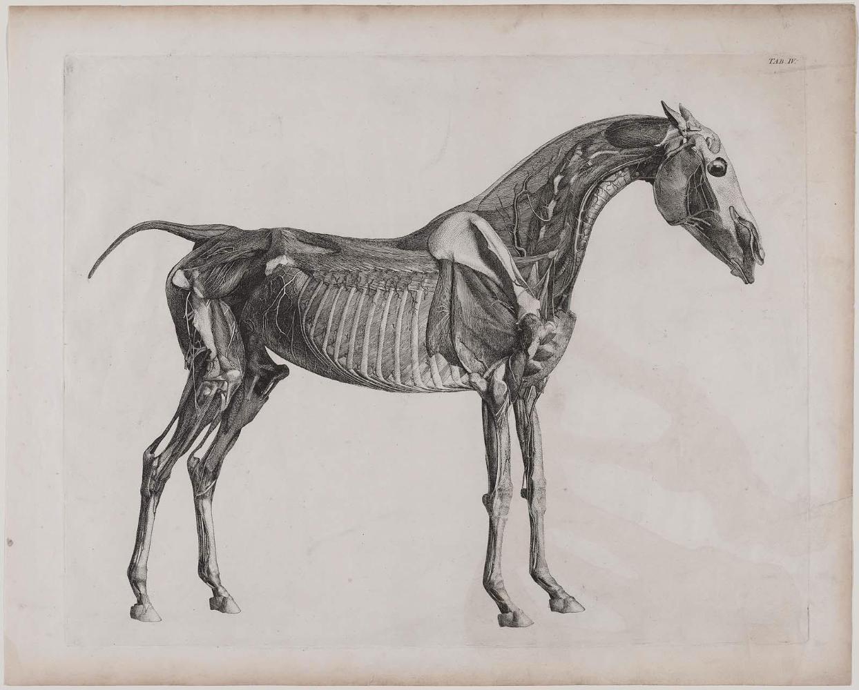 Table IV from "The Anatomy of the Horse"