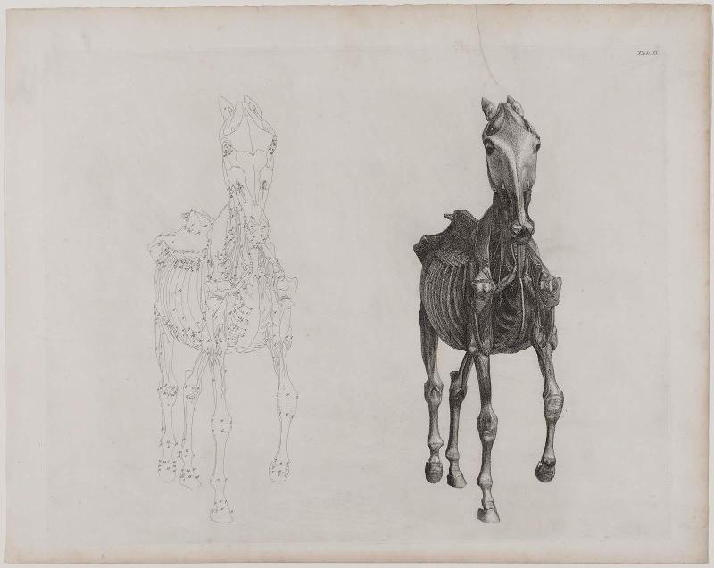 Table IX from "The Anatomy of the Horse"