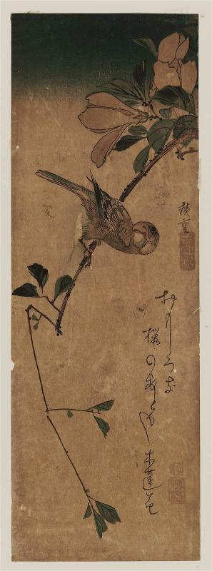 Finch on Magnolia Branch