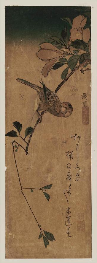 Finch on Magnolia Branch