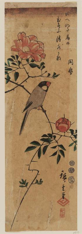 Finch on Camellia Branch