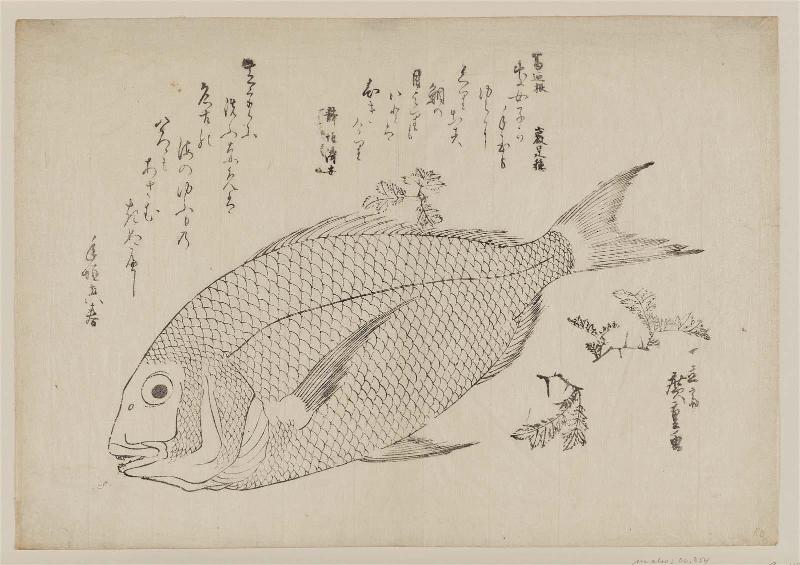 Sea Bream and Sansho Pepper, from an untitled series known as Large Fish