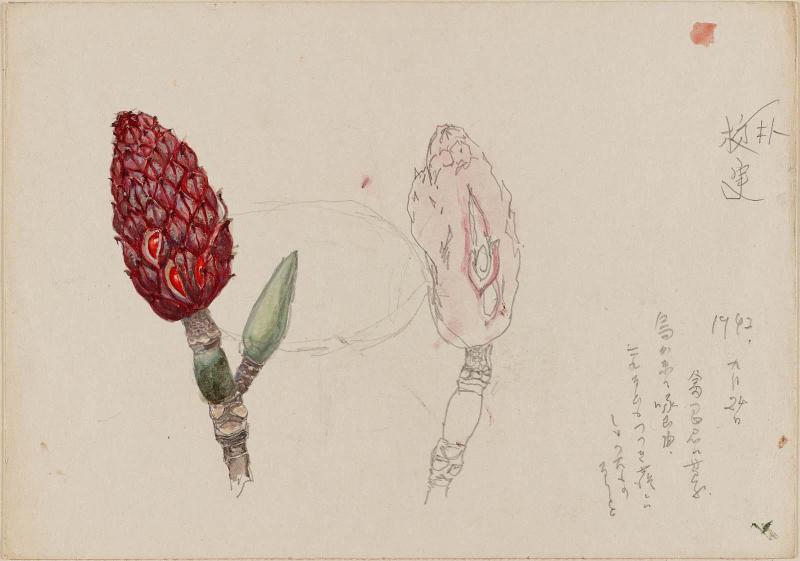 Magnolia Seedpod (Bokujitsu)