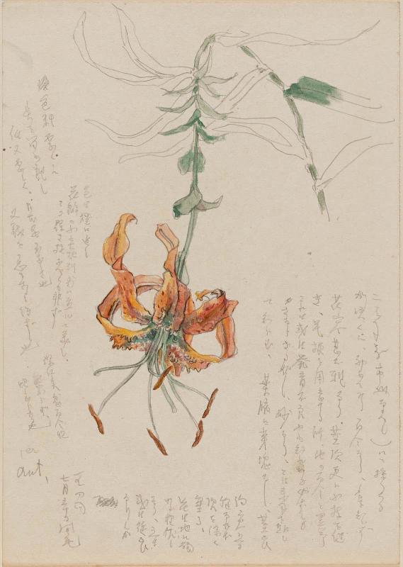 Lily