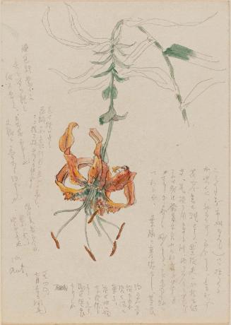 Lily