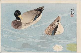 Two Ducks