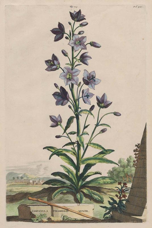 Chimney Bell Flower (Campanula Pyramidalis Minor), fig. 123, fol. 437 from Abraham Munting, "Naauwkeurige Beschryving der Aardgewassen", Leyden and Utrecht, 1696