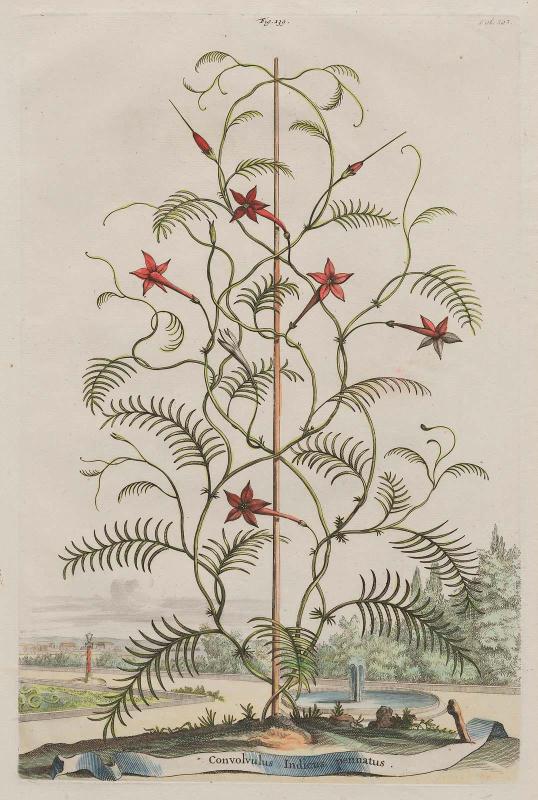 Indian Morning Glory (Convolvulus Indicus pennatus), fig. 138, fol. 505 from Abraham Munting, "Naauwkeurige Beschryving der Aardgewassen", Leyden and Utrecht, 1696.