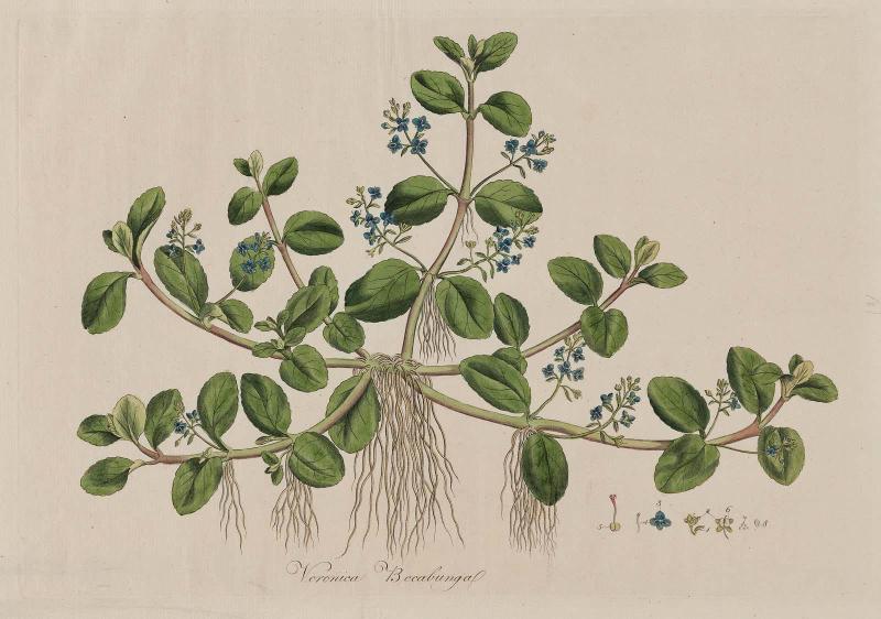 A Variety of English Speedwell (Veronica Becabunga)