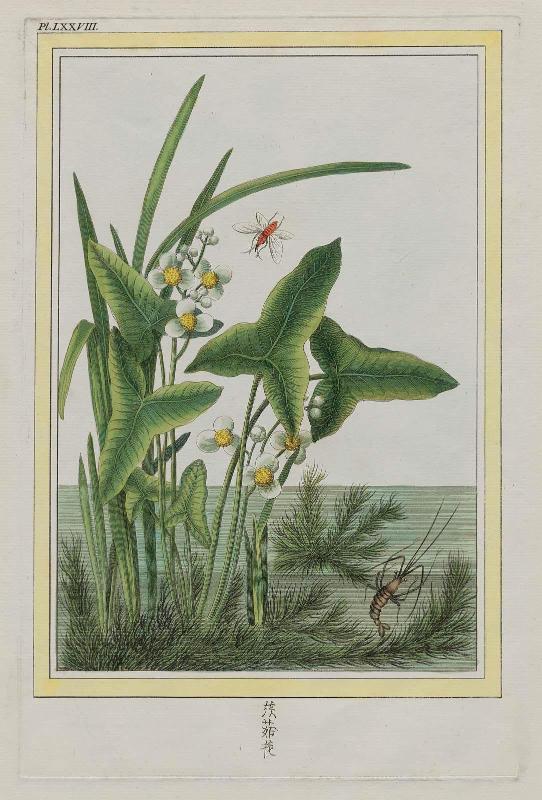 Water Plantain. Plate LXXVIII from Part I (Plants of China) of Pierre Joseph Buchoz, "Collection Precieuse et Enluminée des fleurs les plus belles et les les plus curieuses qui se cultivent dans les jardins de la Chine que dans ceux de l'Europe".
