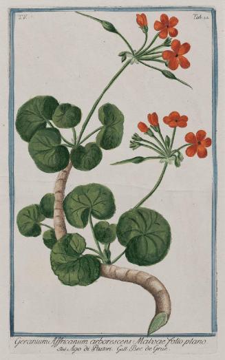 African Geranium (Geranium Affricanum)