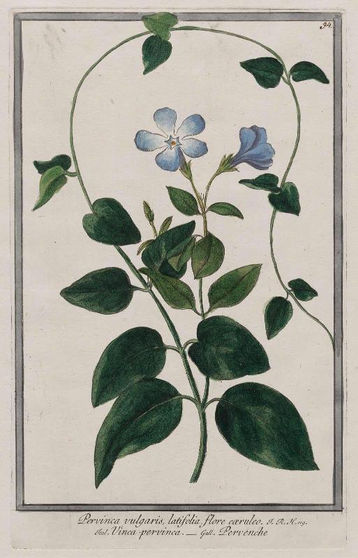 Common Periwinkle (Pervinca vulgaris)