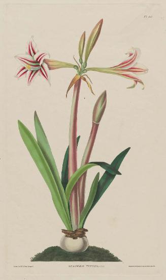 Small Striped Amaryllis (Amaryllis vittata minor), pl.40 from Bury, A Selection of Hexandrian Plants belonging to the natural orders Amaryllidae and Liliaceae, ... London, 1831-34