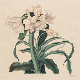 Crinum Lily (Crinum scabrum), pl. 32 from Bury, A Selection of Hexandrian Plants belonging to the natural orders Amaryllidae and Liliaceae, ... London, 1831-34