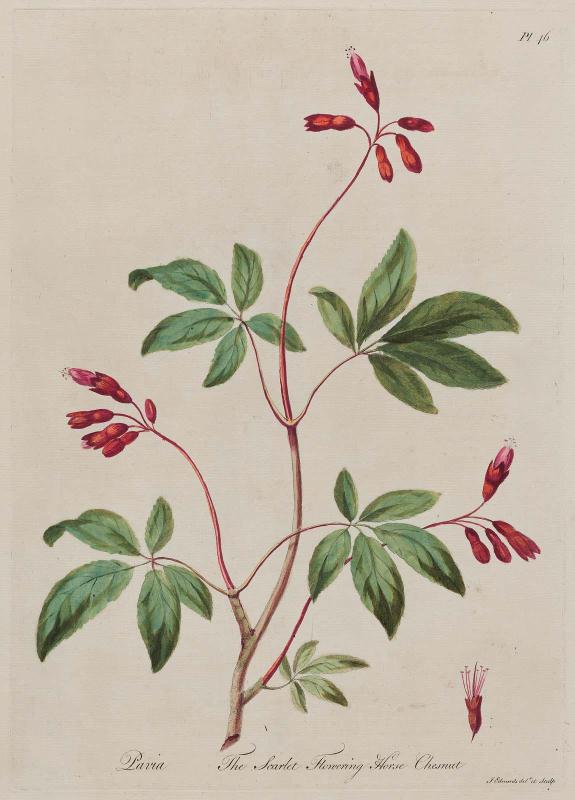The Scarlet Flowering Horse Chestnut (Pavia)