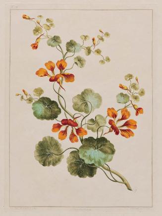 Nasturtium
