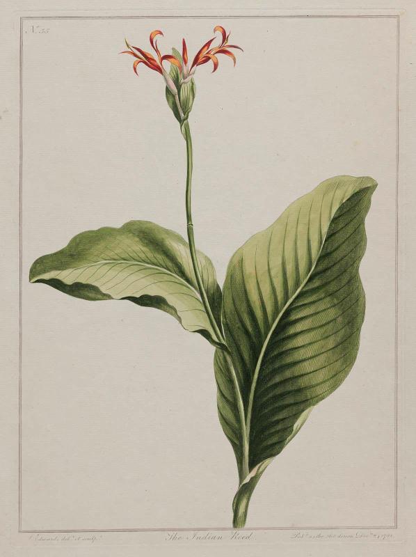 The Indian Reed