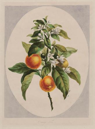 Orange Tree