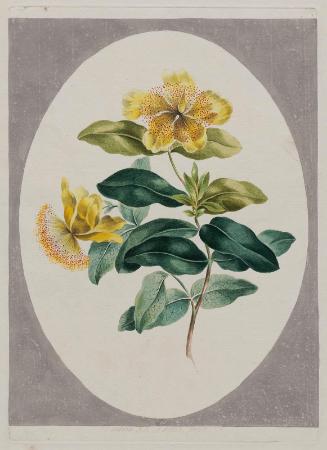 Eastern St. John's Wort