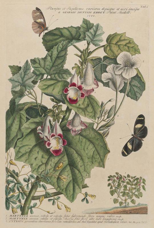 Martynia and Scotch Broom, tab. I of G. D. Ehret, "Plantae et Papiliones Rariores Depictae et Aeri Incisae a Georgio Dionysio Ehret". London, 1748-59.